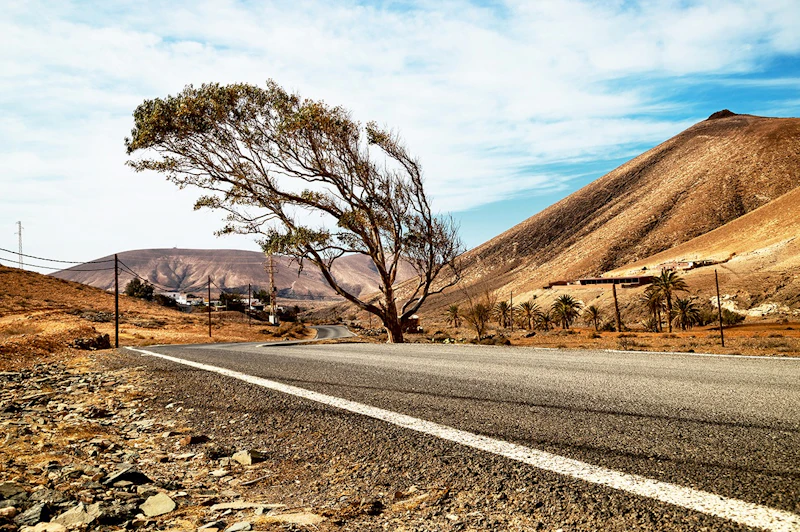 Der Baum im Wind in Ajuy