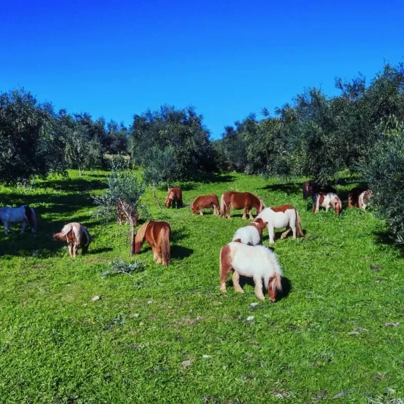Greek Pony Farm Kalamata P.D.O. Premium extra natives Olivenöl 500ml