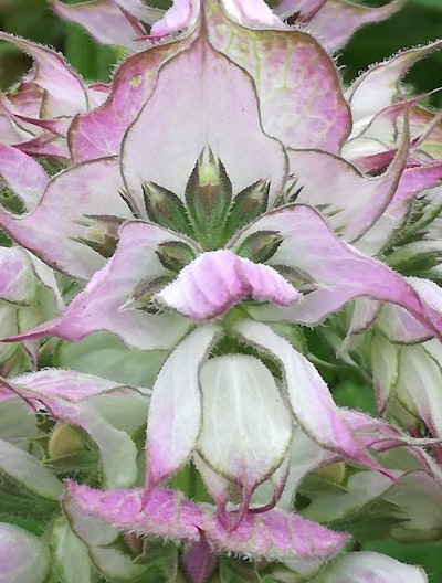Muskateller-Salbei (Salvia sclarea var. turkestanica), mehrjährig, samenfest