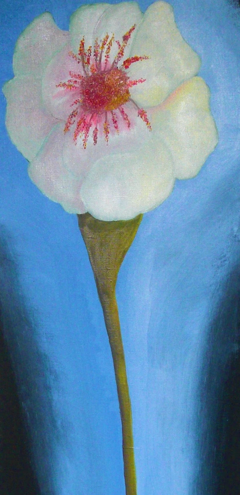 Bloom