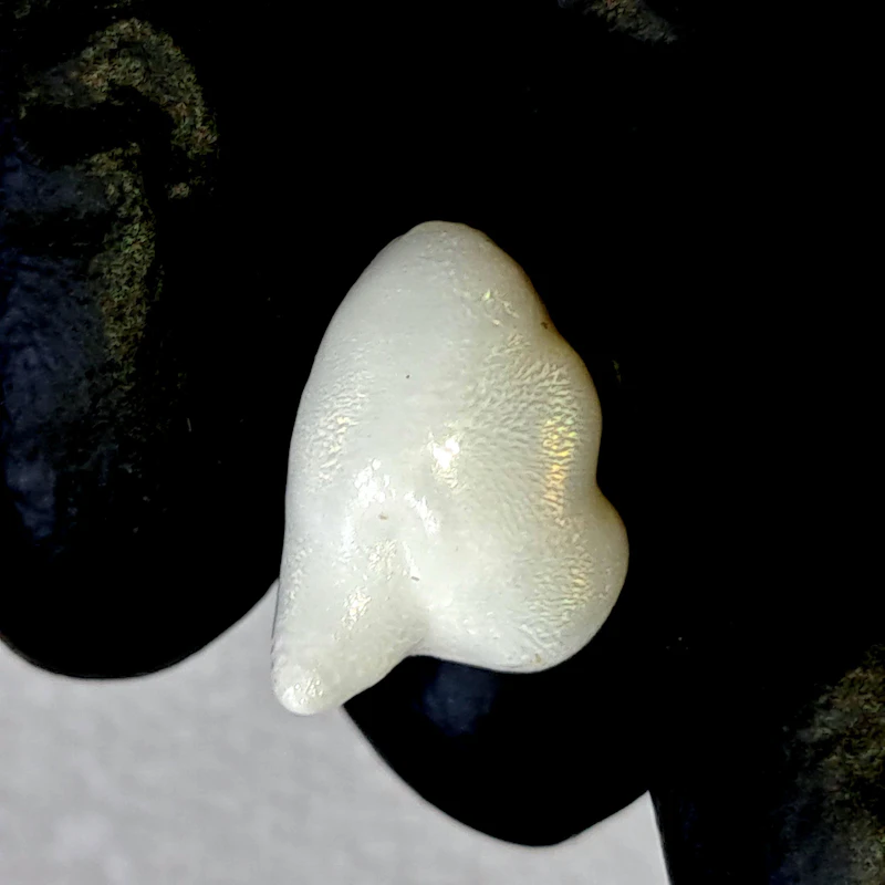 Natural 6.8 Carat Tridacna Clam Pearl