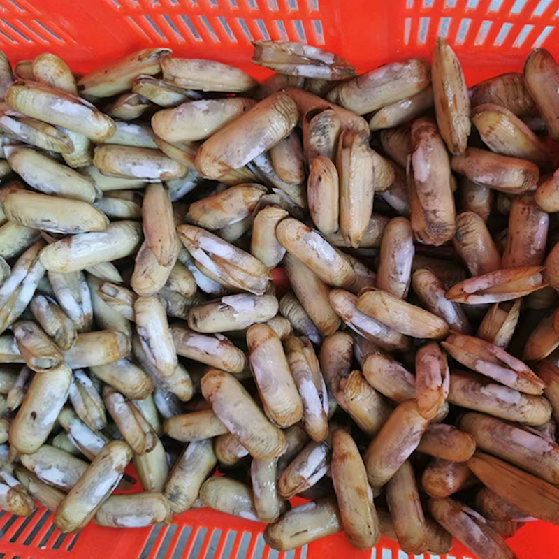 Razor Clam (沙梨頭和興蟶子)