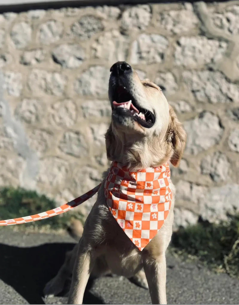 Accessoires canines 