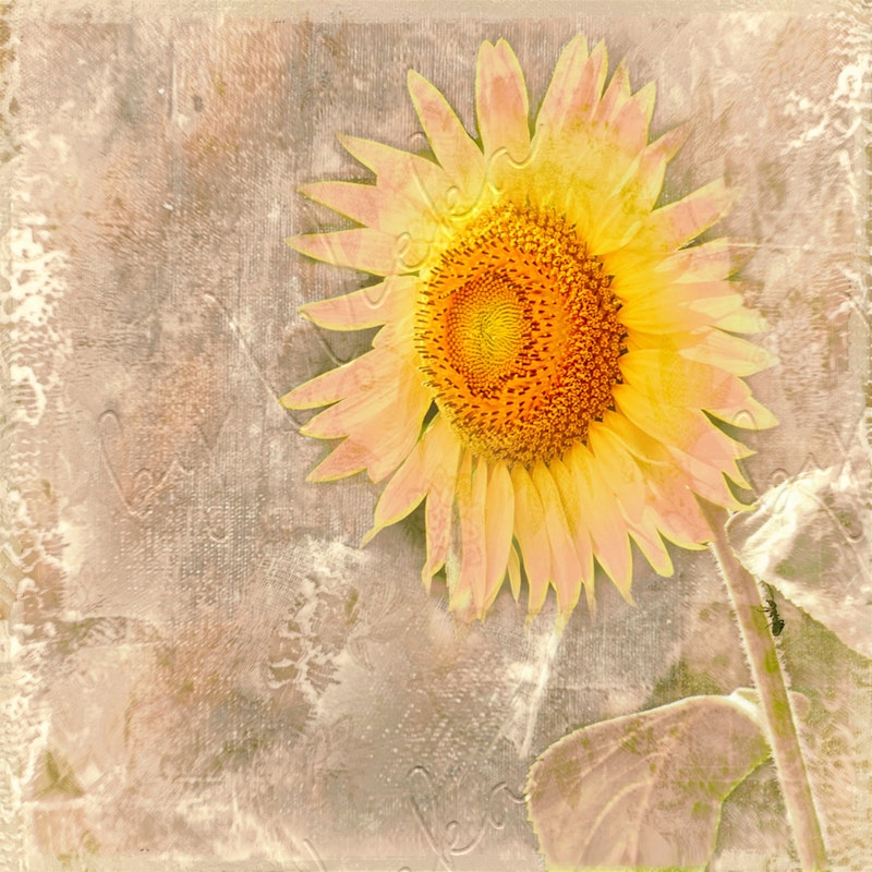 Sonnenblume, Wanddeko Summertime Landhausstil Shabby Chic Vintage Style kaufen