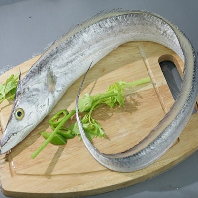 Ribbonfish x1pc (下環沙梨頭洪陶帶魚)