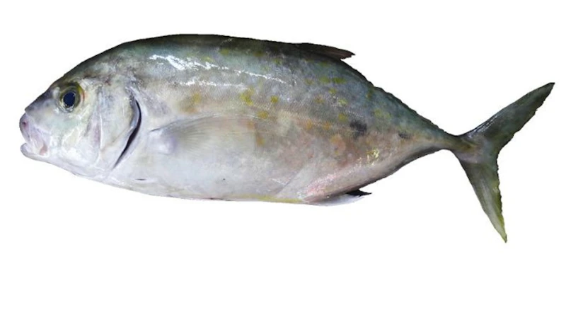 Carangue pailletée