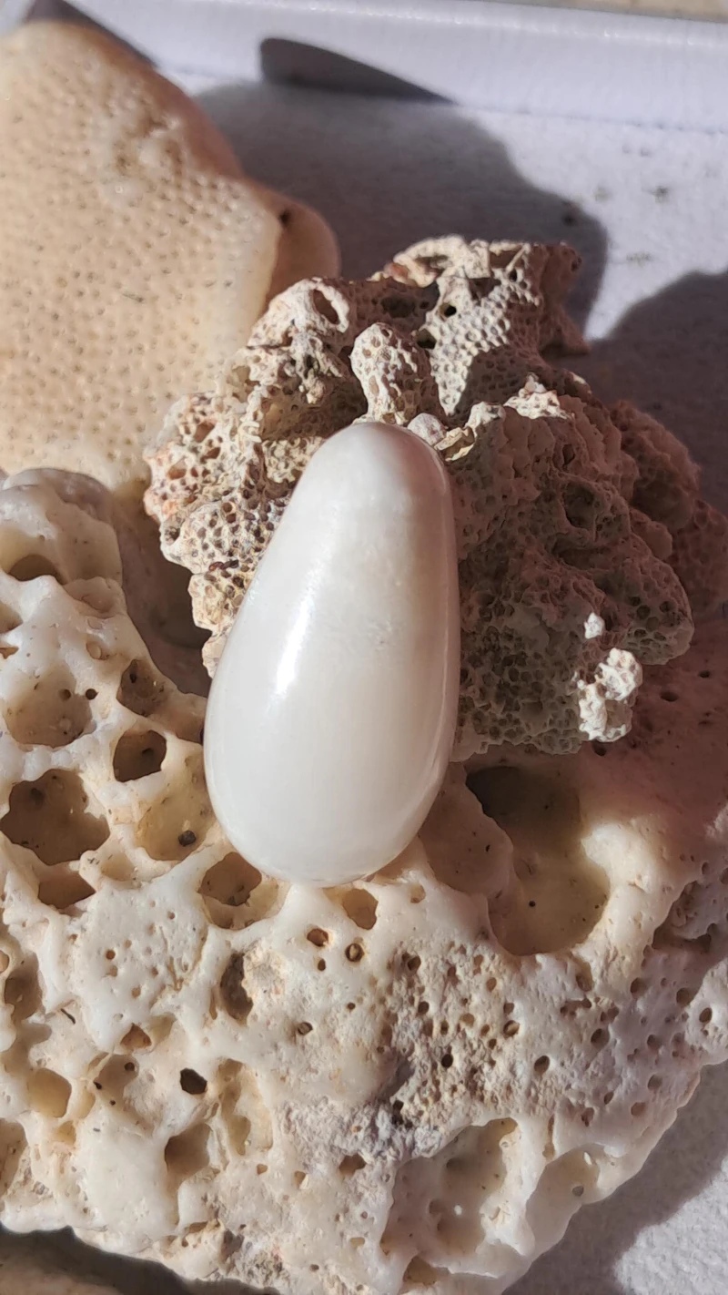 Massive 42.80 carat Natural tridacna clam pearl 