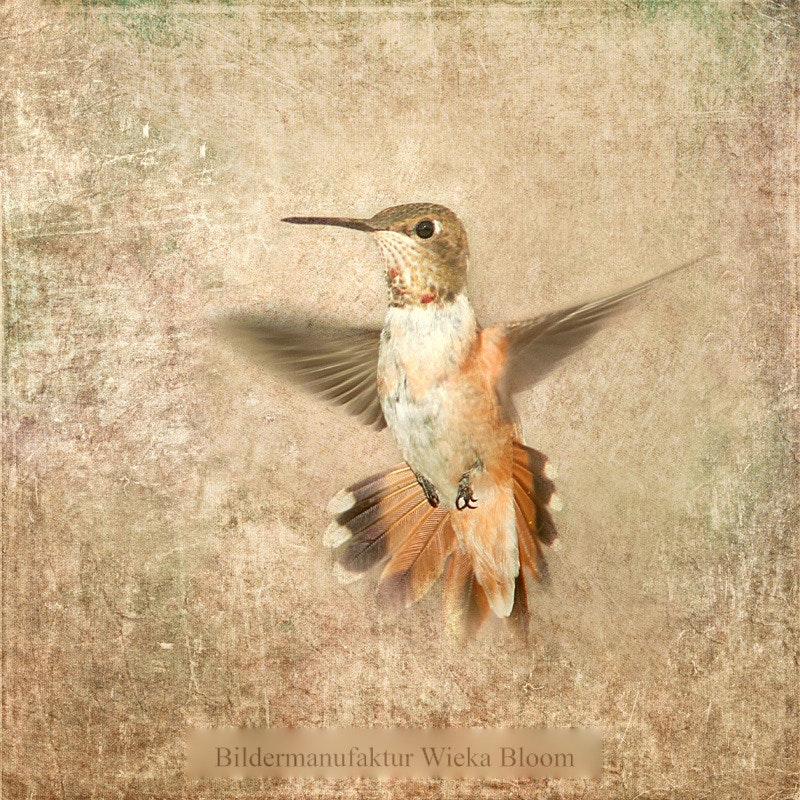 Kolibri Sephia, Wandbild im Landhausstil, Shabby Chic kaufen 