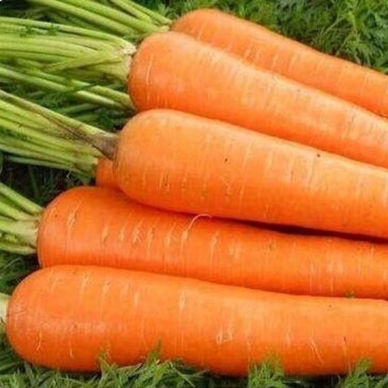 Carrot (紅蘿蔔新益安心販)