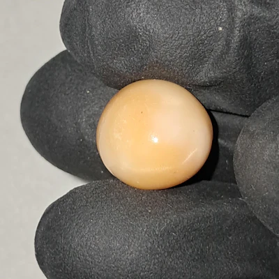 Huge Natural 10.20 ct button Cassidae pearl
