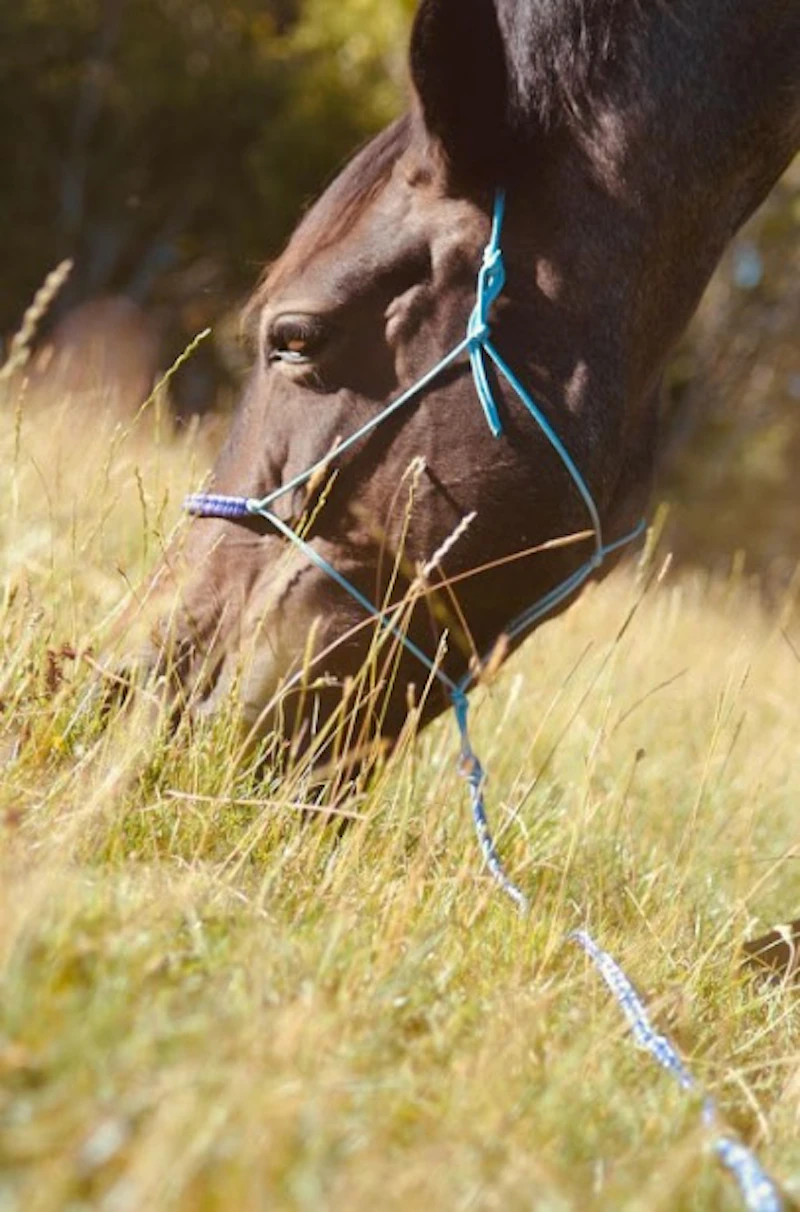 Leadropes