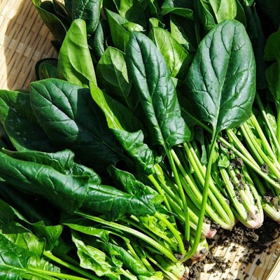 Spinach (菠菜苗新益安心販)