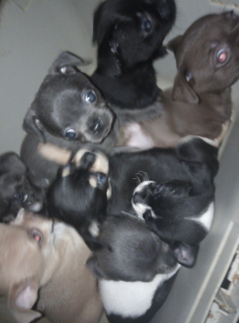SPANISH DOG PUPPIES