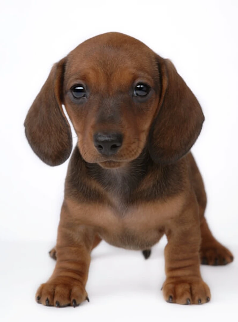 Available Dachshunds