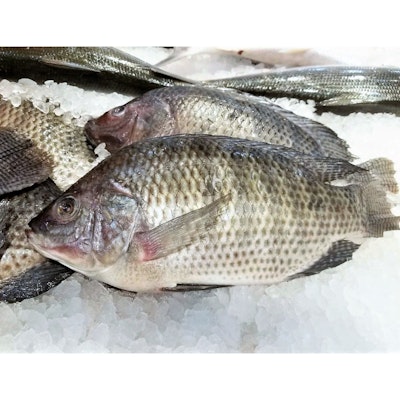 Tilapia (沙梨頭和興羅飛魚)