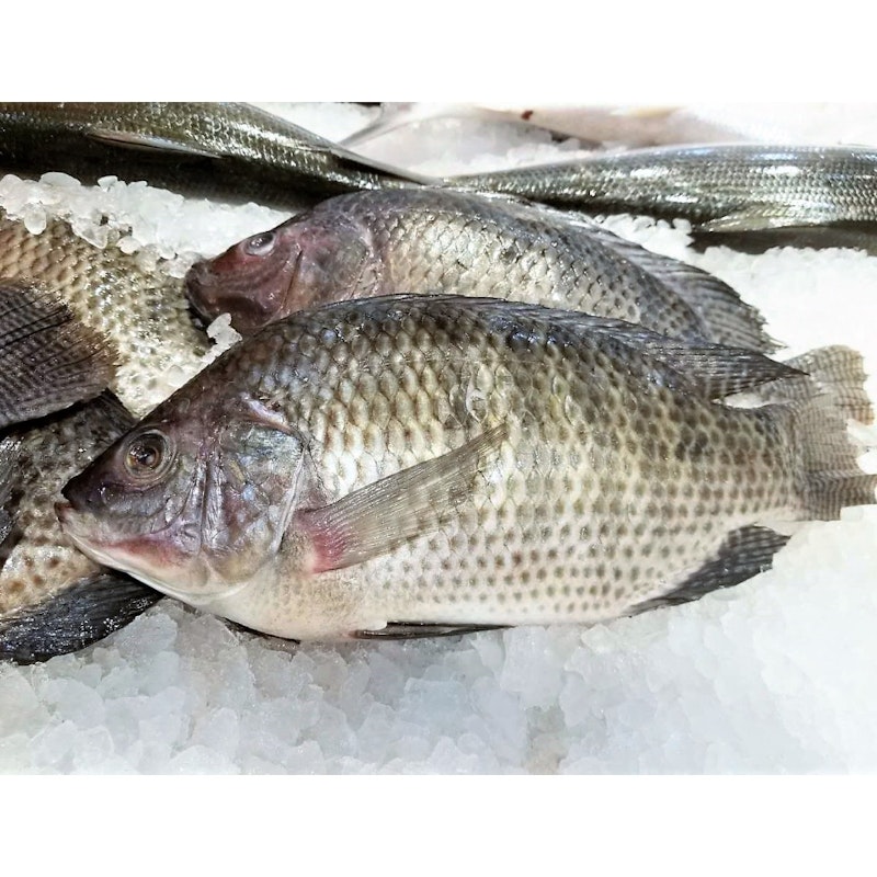 Tilapia (沙梨頭和興羅飛魚)