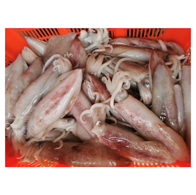 Squid (沙梨頭和興魷魚)