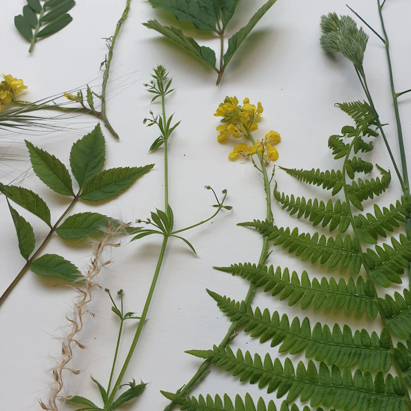 Tester Workshop - Botanical Ring Dish or Incense Holder.